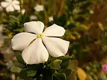 White flower with yellow center