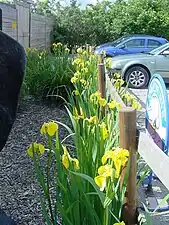 Iris pseudacorus in Cheshire, England, United Kingdom