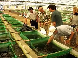 Abalone farm