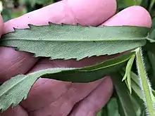 Hand holding a leaf, showing the hairy vein running down the center of the underside of the leaf and the net-like reticulate veins on the leaf surface