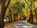 Fall leaves of the trees planted by the Trappist Cistercian monks along Abbey Road