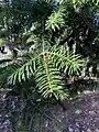 Abies Cephalonica twig on Mt. Erymanthos.