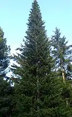 Abies sibirica tree