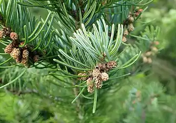 Abies sibirica