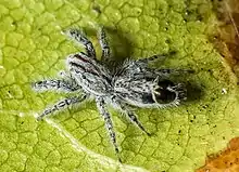 Salticidae Abracadabrella elegans