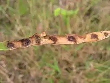 Seed pod, showing the end-to-end arrangement of seeds