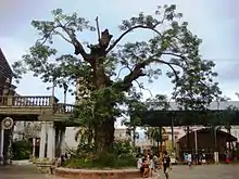 Acacia Tree in front of the church