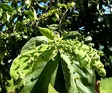 Acalitus mite galls on leaves