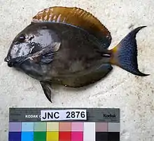 Acanthurus dussumieri