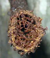 The fine resin droplets around the entrance of A. cassiae at night.