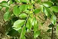 Accolade foliage, midsummer