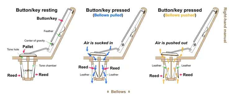 Accordion; cross-sectional view