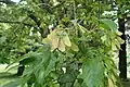 Leaves and fruit