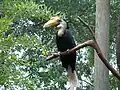 Wrinkled hornbill