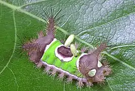 Parasitic braconid wasp larvae emerging from the saddleback caterpillar