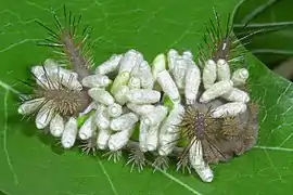 Saddleback caterpillar with parasitic braconid wasp larvae