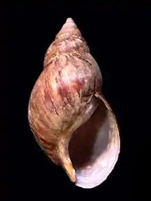 Achatina fulica