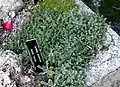 Achillea tomentosa foliage