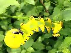 Larva of Acherontia atropos