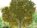 Fernleaf Yarrow (Achillea filipendula)