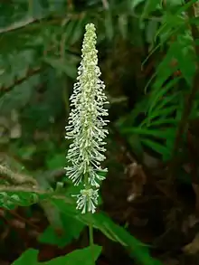 Small vanilla-colored flowers form the shape of a cone around the stem of a plant.