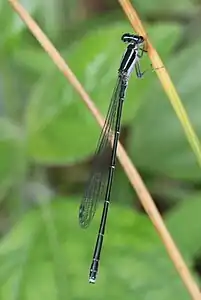 female