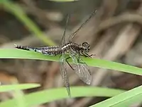 Female