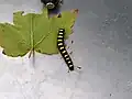 Caterpillar on leaf