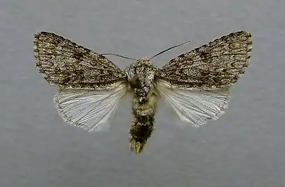 Mounted male