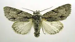 Imago. Mounted specimen