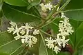 Flowers and leaves