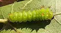 2nd-instar larva reared on American sweetgum