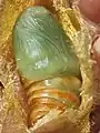 Pupa during the hardening process