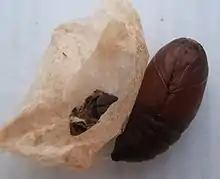 Luna moth cocoon and pupa