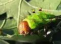 Fifth-instar larva closeup to show head and mouthparts