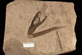 Isolated fossil chelicera of a pterygotid eurypterid, Acutiramus cummingsi