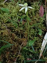 The growth habit, with its singular, stem, leaf, and flower.