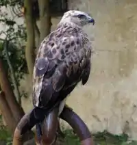 Long-legged buzzard