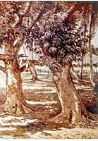 Tronco de Mango, Adolfo García Obregón. Sometime in the 1910s