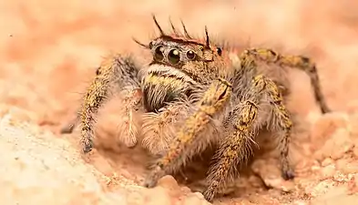 Adult female Phidippus carolinensis face