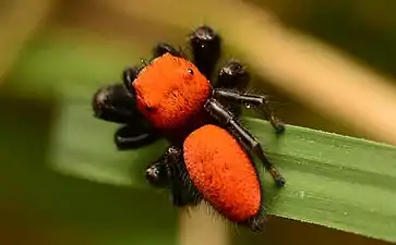 Male dorsal