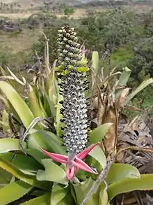 "Aechmea bromeliifolia" at the Pirineus State Park, Pirenópolis, Goiás, Brazil