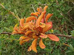 A thin brown stick positioned horizontally with roughly two dozen clustered orange-red leaves originating from a single point in the middle of the stick. These orange leaves are three to four times larger than the few other green leaves growing out of the stick, and are covered on the lower leaf surface with hundreds of tiny bumps. The background shows the green leaves and branches of neighboring shrubs.