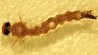 Aedes taeniorhynchus 4th larval instar