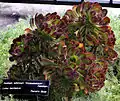 Aeonium arboreum 'Atropurpureum'