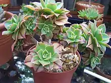 Aeonium leucoblepharum