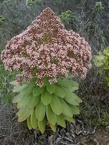 Aeonium appendiculatum