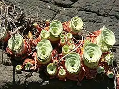 Leaf rosettes