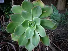 Aeonium percarneum