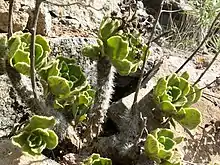 Aeonium smithii